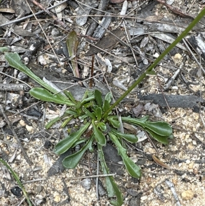 Goodenia bellidifolia (Daisy-leaf Goodenia) at Red Rocks, NSW - 22 Jun 2023 by lbradley