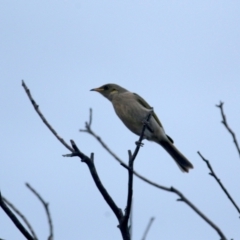 Ptilotula fusca (Fuscous Honeyeater) at Googong, NSW - 22 Jun 2023 by Wandiyali