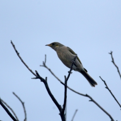 Ptilotula fusca (Fuscous Honeyeater) at Wandiyali-Environa Conservation Area - 21 Jun 2023 by Wandiyali