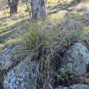 Lomandra multiflora at Molonglo Valley, ACT - 20 Jun 2023 10:16 AM