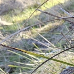 Lomandra multiflora at Molonglo Valley, ACT - 20 Jun 2023 10:16 AM