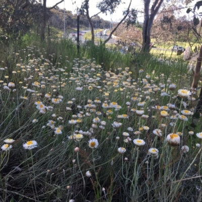 Leucochrysum albicans subsp. tricolor (Hoary Sunray) at Farrer, ACT - 27 Oct 2022 by Linden
