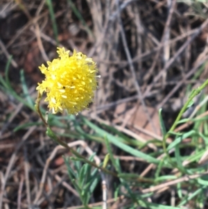 Rutidosis leptorhynchoides at Red Hill, ACT - 14 Jan 2023