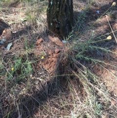 Rutidosis leptorhynchoides at Red Hill, ACT - 14 Jan 2023