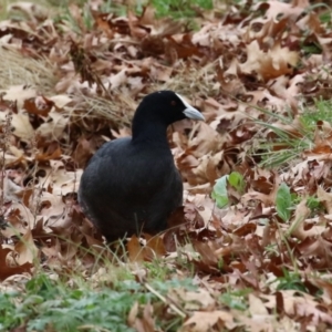 Fulica atra at Fadden, ACT - 22 Jun 2023 01:20 PM