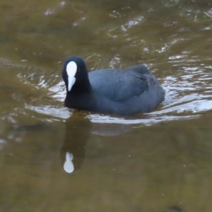 Fulica atra at Fadden, ACT - 22 Jun 2023 01:20 PM