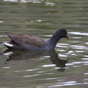 Gallinula tenebrosa at Fadden, ACT - 22 Jun 2023