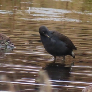 Gallinula tenebrosa at Fadden, ACT - 22 Jun 2023 01:29 PM