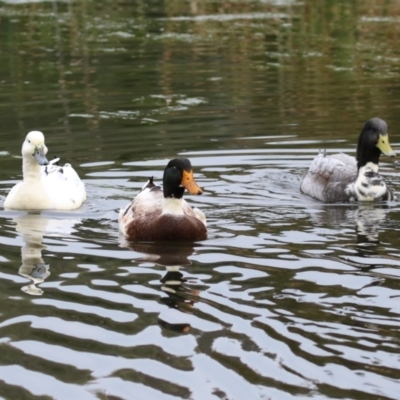 Anas platyrhynchos (Mallard (Domestic Type)) at Fadden Hills Pond - 22 Jun 2023 by RodDeb