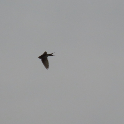 Hirundo neoxena (Welcome Swallow) at Fadden Hills Pond - 22 Jun 2023 by RodDeb