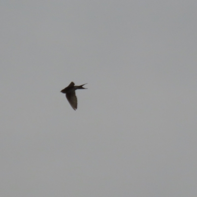 Hirundo neoxena (Welcome Swallow) at Fadden, ACT - 22 Jun 2023 by RodDeb