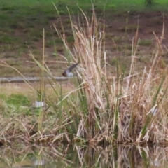 Hirundo neoxena at Fadden, ACT - 22 Jun 2023