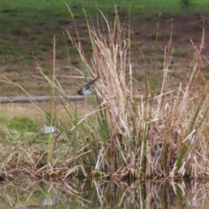 Hirundo neoxena at Fadden, ACT - 22 Jun 2023