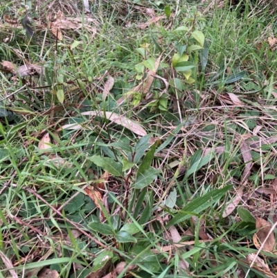 Ligustrum lucidum (Large-leaved Privet) at Hackett, ACT - 22 Jun 2023 by waltraud