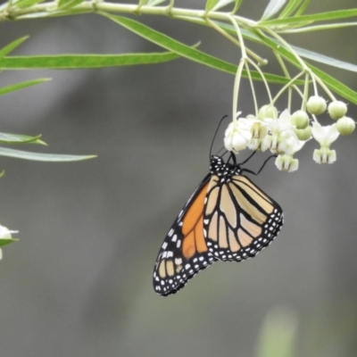 Danaus plexippus (Monarch) at Bargo, NSW - 27 Dec 2017 by GlossyGal