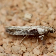 Symmetrischema tangolias at Broulee Moruya Nature Observation Area - 22 Jun 2023 by LisaH