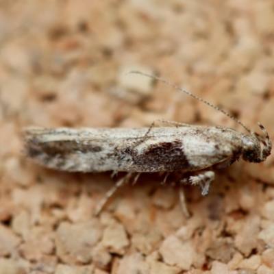 Symmetrischema tangolias at Broulee Moruya Nature Observation Area - 22 Jun 2023 by LisaH