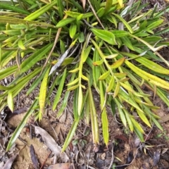 Gazania x splendens (Gazania) at Jacka, ACT - 22 Jun 2023 by Jiggy