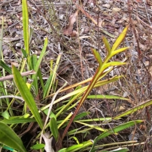 Gazania x splendens at Jacka, ACT - suppressed