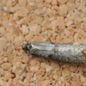 Lepidoscia (genus) ADULT at Moruya, NSW - suppressed