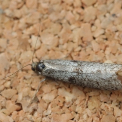 Lepidoscia (genus) ADULT at Moruya, NSW - 22 Jun 2023 by LisaH