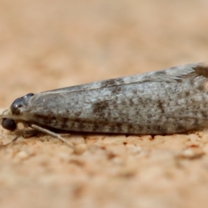 Lepidoscia (genus) ADULT at Moruya, NSW - suppressed