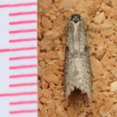 Lepidoscia (genus) ADULT at Moruya, NSW - suppressed