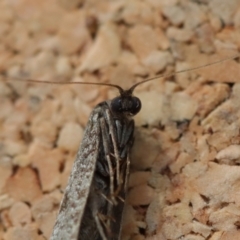 Lepidoscia (genus) ADULT at Moruya, NSW - suppressed