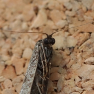 Lepidoscia (genus) ADULT at Moruya, NSW - suppressed