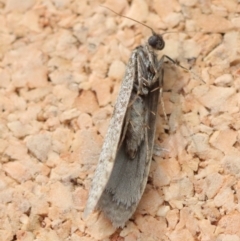 Lepidoscia (genus) ADULT at Moruya, NSW - suppressed