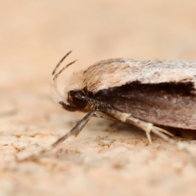 Leptocroca sanguinolenta at Moruya, NSW - 22 Jun 2023 by LisaH