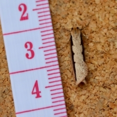 Leptocroca sanguinolenta at Moruya, NSW - suppressed
