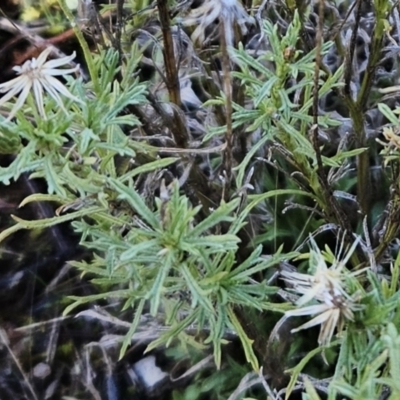 Vittadinia muelleri (Narrow-leafed New Holland Daisy) at The Pinnacle - 20 Jun 2023 by sangio7