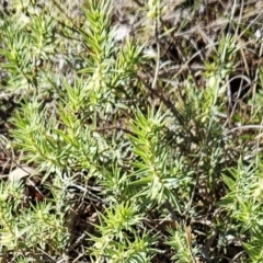 Melichrus urceolatus (Urn Heath) at Molonglo Valley, ACT - 20 Jun 2023 by sangio7