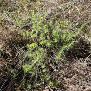 Melichrus urceolatus at Molonglo Valley, ACT - 20 Jun 2023