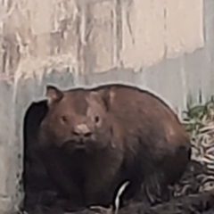 Vombatus ursinus (Bare-nosed Wombat) at Conder, ACT - 22 Jun 2023 by Chrissie