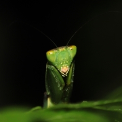 Orthodera (genus) at Capalaba, QLD - 21 Jun 2023 by TimL