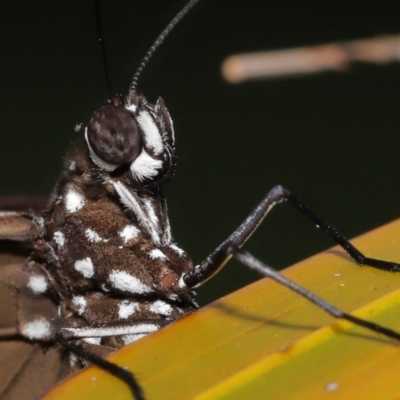 Euploea corinna (Common Crow Butterfly, Oleander Butterfly) at Wellington Point, QLD - 22 Jun 2023 by TimL