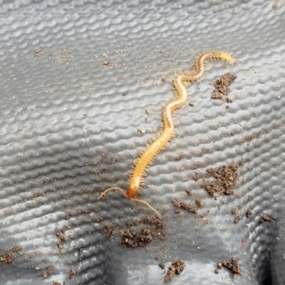 Geophilomorpha sp. (order) (Earth or soil centipede) at Lyneham, ACT - 22 Jun 2023 by trevorpreston