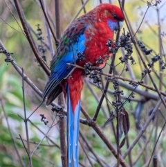 Platycercus elegans (Crimson Rosella) at Downer, ACT - 23 Jun 2023 by RobertD