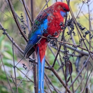 Platycercus elegans at Downer, ACT - 23 Jun 2023