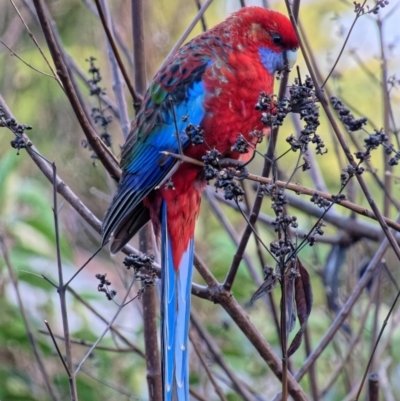 Platycercus elegans (Crimson Rosella) at Downer, ACT - 23 Jun 2023 by RobertD