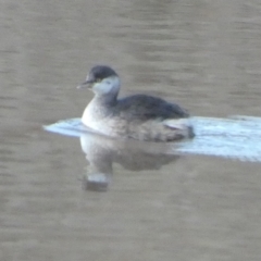 Tachybaptus novaehollandiae (Australasian Grebe) at Murga, NSW - 21 Jun 2023 by Paul4K