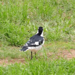 Grallina cyanoleuca (Magpie-lark) at Turner, ACT - 6 Apr 2023 by ConBoekel