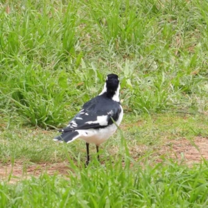 Grallina cyanoleuca at Turner, ACT - 6 Apr 2023 01:58 PM