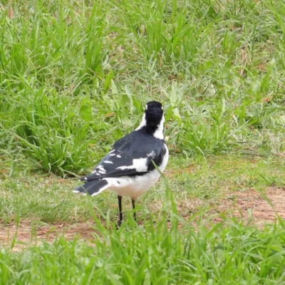 Grallina cyanoleuca (Magpie-lark) at City Renewal Authority Area - 6 Apr 2023 by ConBoekel