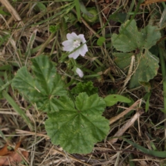 Malva neglecta (Dwarf Mallow) at Haig Park - 6 Apr 2023 by ConBoekel