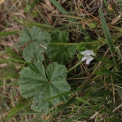 Malva neglecta at Turner, ACT - 6 Apr 2023