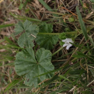 Malva neglecta at Turner, ACT - 6 Apr 2023