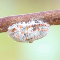 Monophlebulus sp. (genus) (Giant Snowball Mealybug) at Turner, ACT - 6 Apr 2023 by ConBoekel